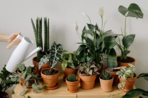 Pflanzen ohne Gießen