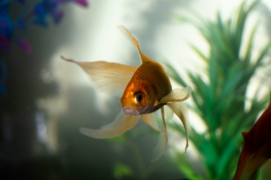 Fisch im Aquarium