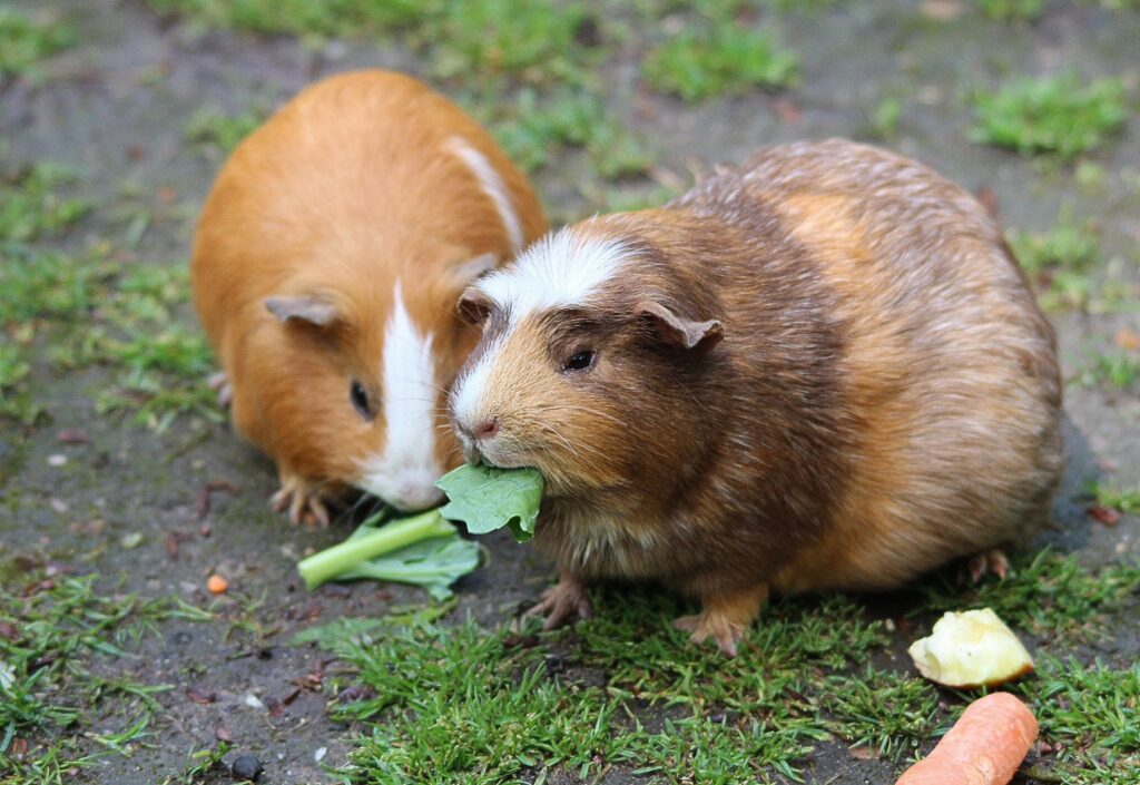 kleine Meerschweinchen