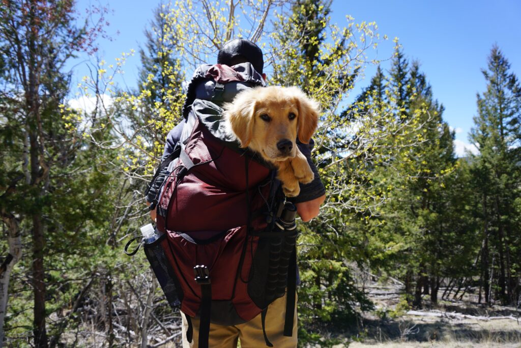 Wandern mit Hund