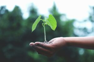 Baum pflanzen: Darauf kommt es an